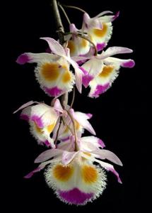 Dendrobium devonianum