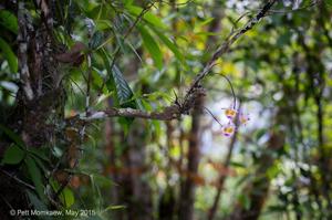 Dendrobium devonianum