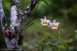 Dendrobium devonianum