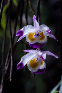 Dendrobium devonianum