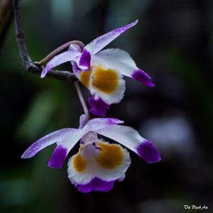 Dendrobium devonianum