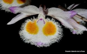 Dendrobium devonianum