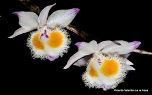 Dendrobium devonianum