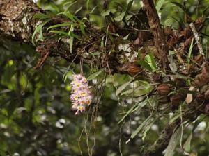 Dendrobium devonianum