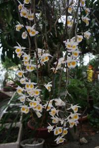 Dendrobium devonianum