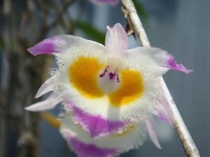 Dendrobium devonianum