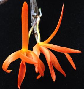 Dendrobium dickasonii