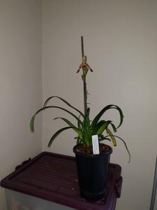 Phragmipedium sargentianum