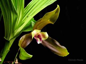 Lycaste schilleriana