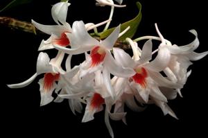 Dendrobium draconis