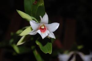 Dendrobium draconis