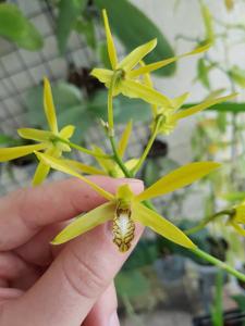 Dendrobium mirbelianum