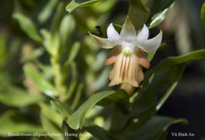 Dendrobium ellipsophyllum