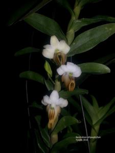 Dendrobium ellipsophyllum