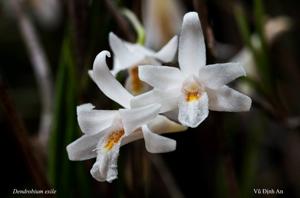 Dendrobium exile