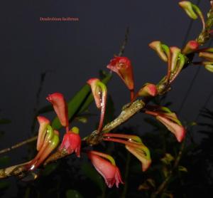 Dendrobium faciferum