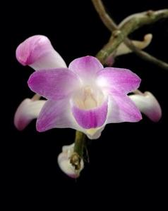 Dendrobium fairchildiae