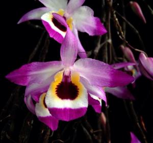 Dendrobium falconeri