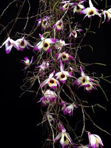 Dendrobium falconeri
