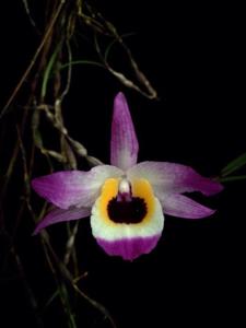 Dendrobium falconeri