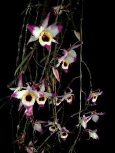 Dendrobium falconeri