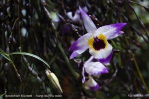 Dendrobium falconeri