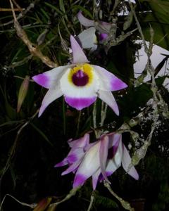 Dendrobium falconeri