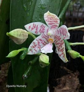 Phalaenopsis hieroglyphica