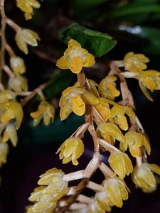 Coelogyne cobbiana