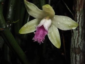 Vanilla aphylla