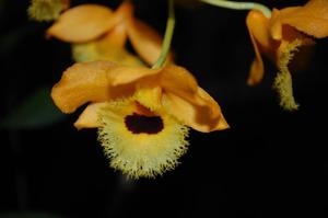 Dendrobium fimbriatum