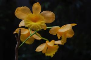 Dendrobium fimbriatum