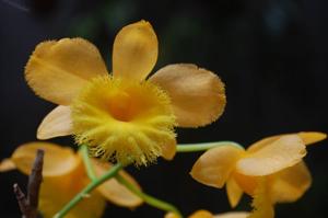Dendrobium fimbriatum