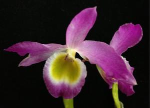 Dendrobium findlayanum