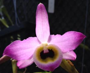 Dendrobium findlayanum