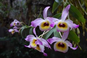 Dendrobium findlayanum