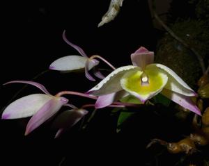 Dendrobium findlayanum