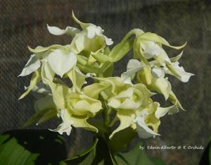 Dendrobium forbesii