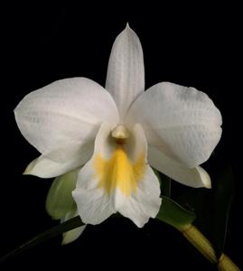 Dendrobium formosum