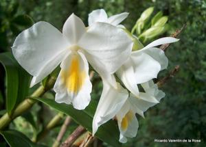 Dendrobium formosum