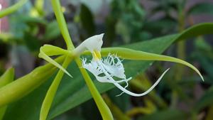 Epidendrum ciliare