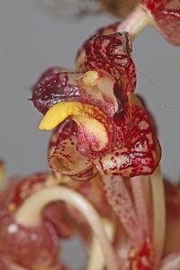 Bulbophyllum beccarii