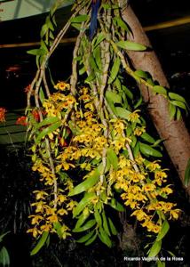 Dendrobium friedericksianum