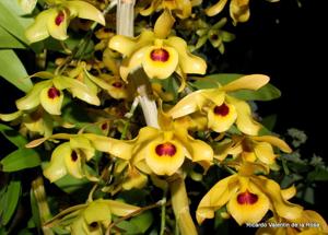 Dendrobium friedericksianum