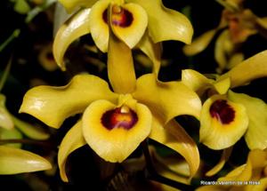 Dendrobium friedericksianum