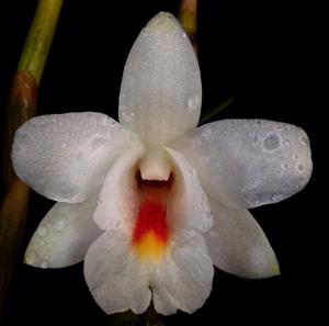 Dendrobium christyanum