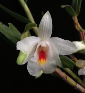 Dendrobium christyanum