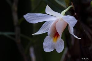 Dendrobium christyanum