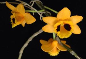 Dendrobium gibsonii