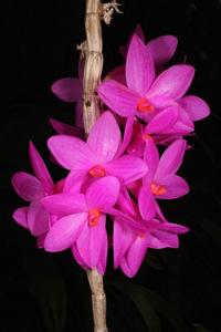 Dendrobium glomeratum